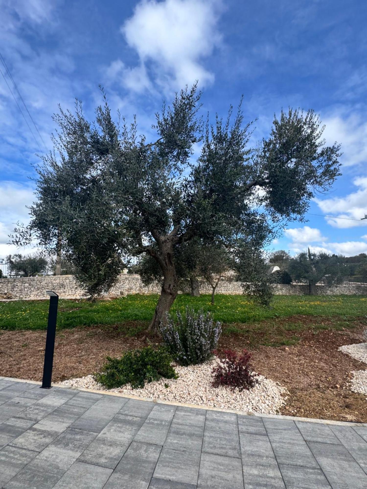 Alberobbe Luxury Rooms アルベロベッロ エクステリア 写真